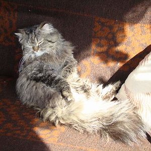 Unser Opi :-) Wenn er so schläft, sieht er immer aus, wie Opi!