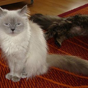 Unsere schwangere Sissy