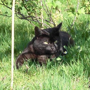 Tom - unser schöner Kater
ein Draufgänger, Kampfschmuser und Clown
