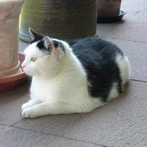 Lilly - unsere erste Katze
Eine Diva mit ganz eigenem Kopf