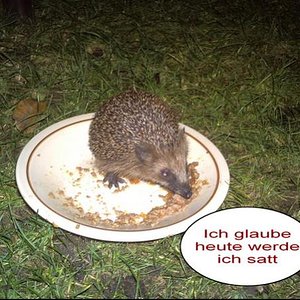 igel3