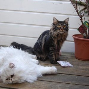 Die beiden Räuber machen Pause