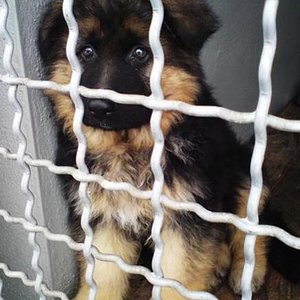 Rambo. 11 Wochen Alt.