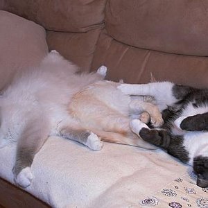 Drei auf einen Streich