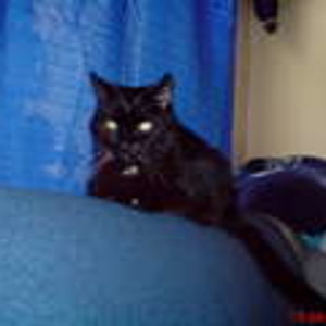 Caniko
27.07.1993 geboren
04.05.2009 zur Regenbogenbrücke gegangen

Du fehlst mir