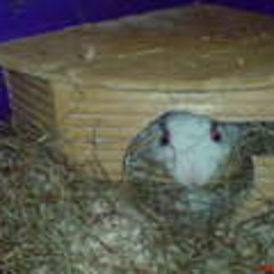 Lass das ich hab keine Zeit, ich muß bauen