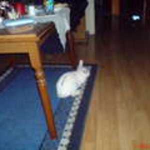 Was macht die den da in der Küche....Leckerchen????