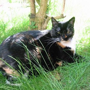 Unsere Sternenkatze Rusty