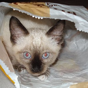 Gemischtes08 068 600x450