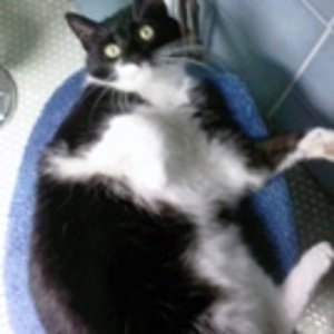 Susi auf ihrem Lieblingsplatz