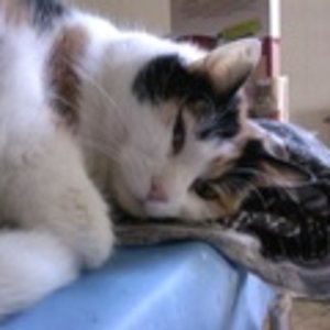 Lilly mit Unschuldsblick. Pennend auf dem Küchentisch...