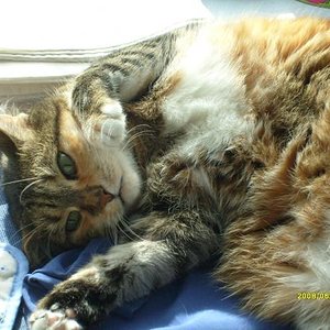 Emily beim Sonnenbad in der Küche