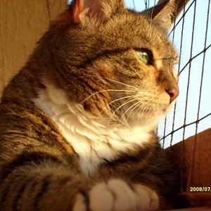 Emily auf ihrem Aussichtsbrett auf dem Balkon