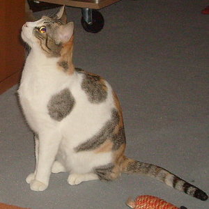 Georgina in Habacht-Stellung