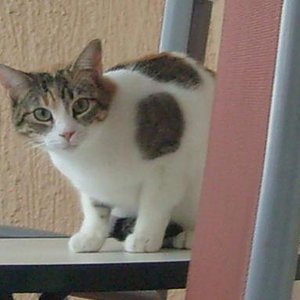 Gina erkundet den Balkon...