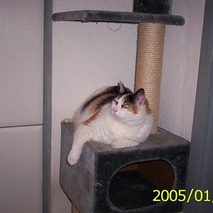 Lilly auf dem Kratzbaum