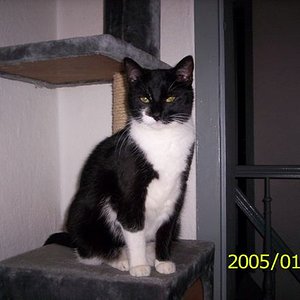 Susi aufdem Kratzbaum