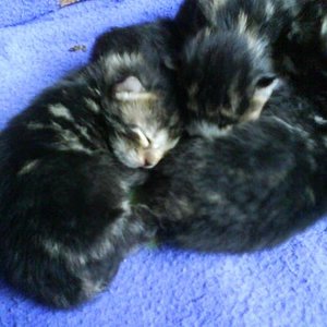 Jodie
Geb. am 1.5.2009
Alter: 4 Tage