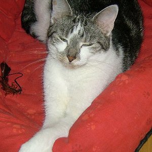 Sheba meine Prinzessin