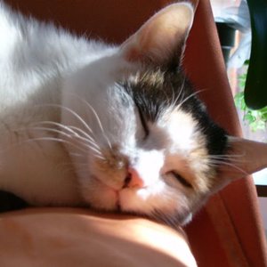 Anna Lenchen die Sanfte