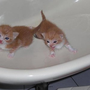 Fuchsi und Bubi ganz frech im Waschbecken