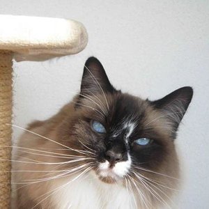 LaBamba mit seinen schönen blauen Augen