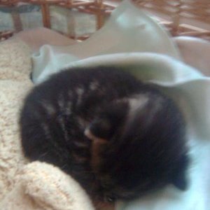 Mein knuffiger Viktor am Tag, als er in mein Leben getreten ist.