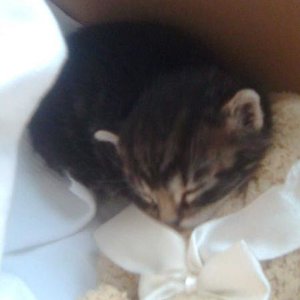 So knuffig klein war mein Viktor, als ihn das Schicksal zu mir gebracht hat. Ca. 2-3 Wochen.