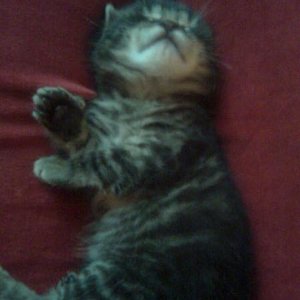 Viktor  mit ca. 6 Wochen