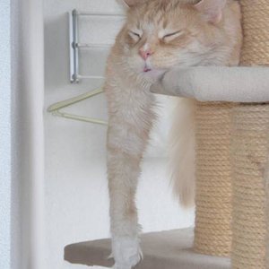 Osiris - heute hänge ich so richtig ab *ggg*. 
Leider ging er am 14.11.2012 über die Regenbogenbrücke