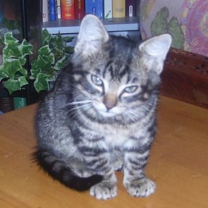 Dieses Bild ist am 11.11.2008 entstanden, als meine Dosi ihre alte Mieze "Gizmo" einschläfern ließ. Gizmo war 17 3/4 Jahre alt und sie ist jetzt im Katzenhimmel. Da geht es ihr bestimmt besser.