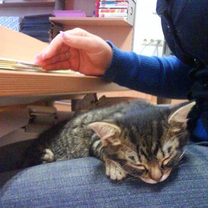 Da liege ich am Schoß vom Lehrmädchen. Uffff... wieder voll eingepennt vom vielen Spielen und Toben.