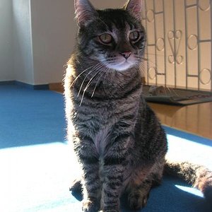 DSCN3788 Katerchen Nr2