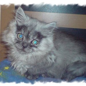 Fussel etwa 10 Wochen alt