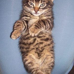 Da lieg ich am Schoß von meinem Personal (Dosi).