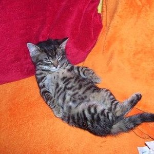 Meine Lieblingsbeschäftigung nach der Futteraufnahme und dem anschließenden Herumtollen mit meinem Dosi - S C H L A F E N