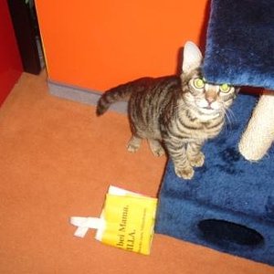 Mein Dosi hat leider kein fotografisches Talent:-(, aber mein Kratzbaum inkl.Höhle ist ein tolles Herumtolldings.