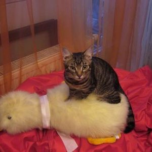 Ha, diese Riesenente hab ich also besiegt.