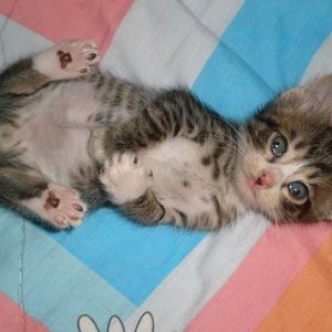 Giassou ich bin Puschel