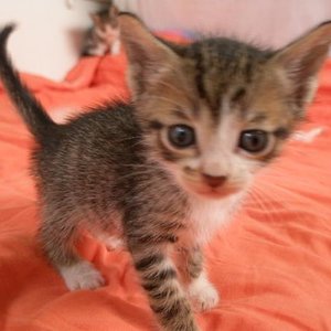 Ich bin der Hinz,und ich nage alles an,am liebsten den großen Zeh meiner 2beinigen Mama