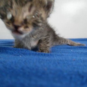 Kalimera,ich bin Monofleppi,das heist auf deutsch,der,der nur auf einem Auge sehen kann.
Alle meine 3 Geschwister hatten solche Augen ,aber unsere
Menschenmama hat jede 2 Std,unsere Augen ausgespült und uns gräßlich brennende Tropfen verpasst.