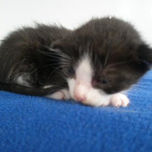 Ich bin Chessi und meine Augen sind wieder O.K.
Aber die Tourtur mit den Tropfen geht weiter