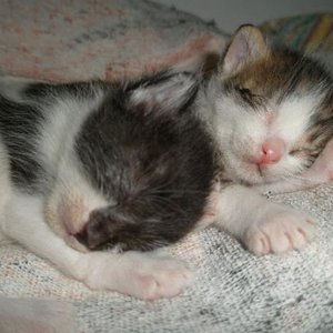 Chess und Janni halten Siesta