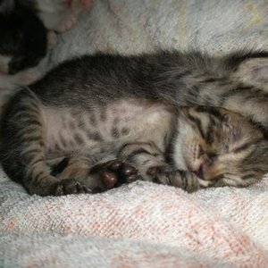 Monofleppi nach 10 ml Aufzuchtmilch