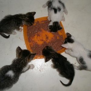 Erstes Nassfutterbuffet