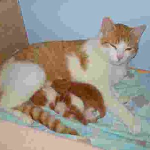 Flecki mit Babys...paar Tage alt