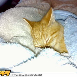 Das ist mein krankes CNI Kätzchen Garfield! Da war er noch klein und alles war ok!