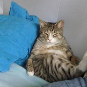 Das ist sein Bruder Diego der Schmusetiger!