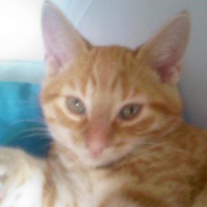 Guck guck ich bins der Garfield