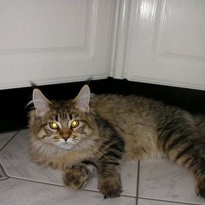 Zora nach der Mahlzeit